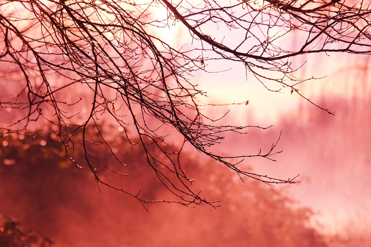 twigs-forest-free-photo-on-pixabay