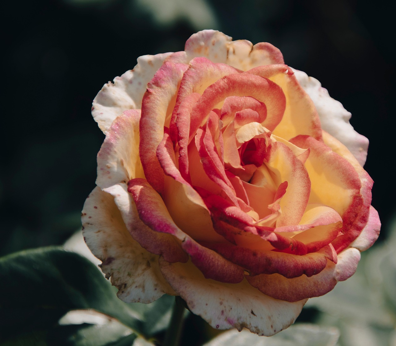 Fleur Roe Fleur Rose Pétales - Photo gratuite sur Pixabay - Pixabay