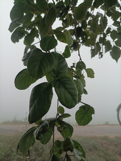 Free Nature Leaf photo and picture
