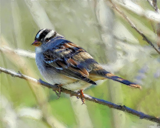Free bird white crowned sparrow feathers illustration