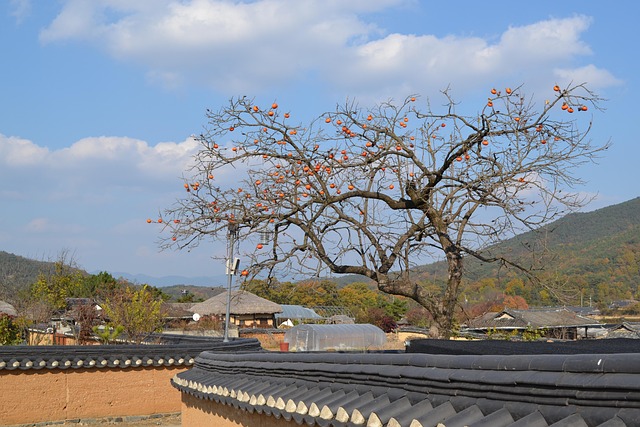 柿子 树 村庄 - Pixabay上的免费照片 - Pixabay