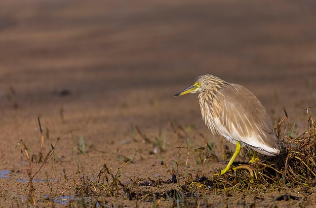 Dier, Malagassische Vijverreiger
