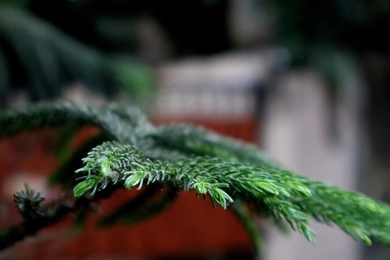 自然 松树 树 - Pixabay上的免费照片 - Pixabay