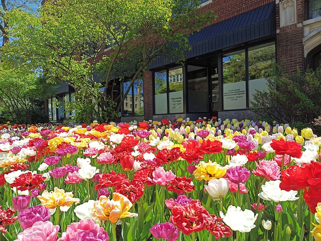 Free Flowers Colors photo and picture