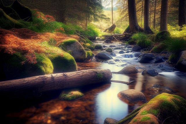 Free ai generated creek woods illustration