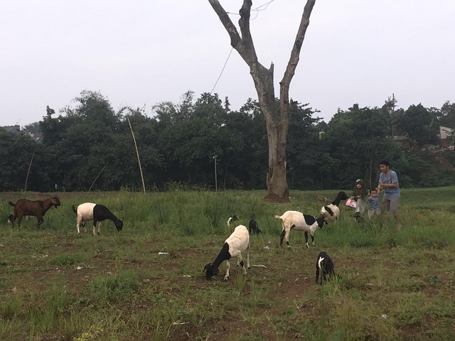 Cabra, Mamífero, Animal, Herbívoro