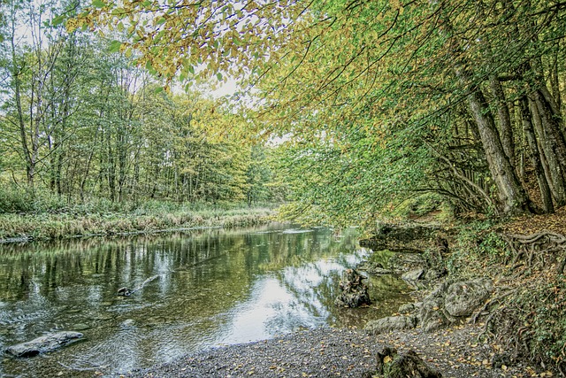 Free Forest Nature photo and picture