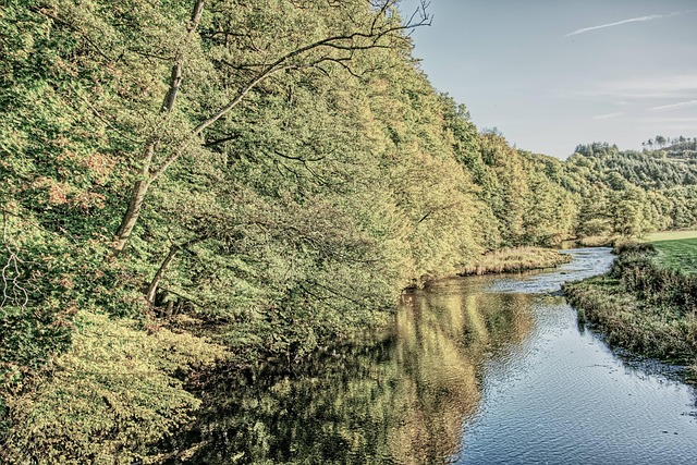Free Forest Nature photo and picture