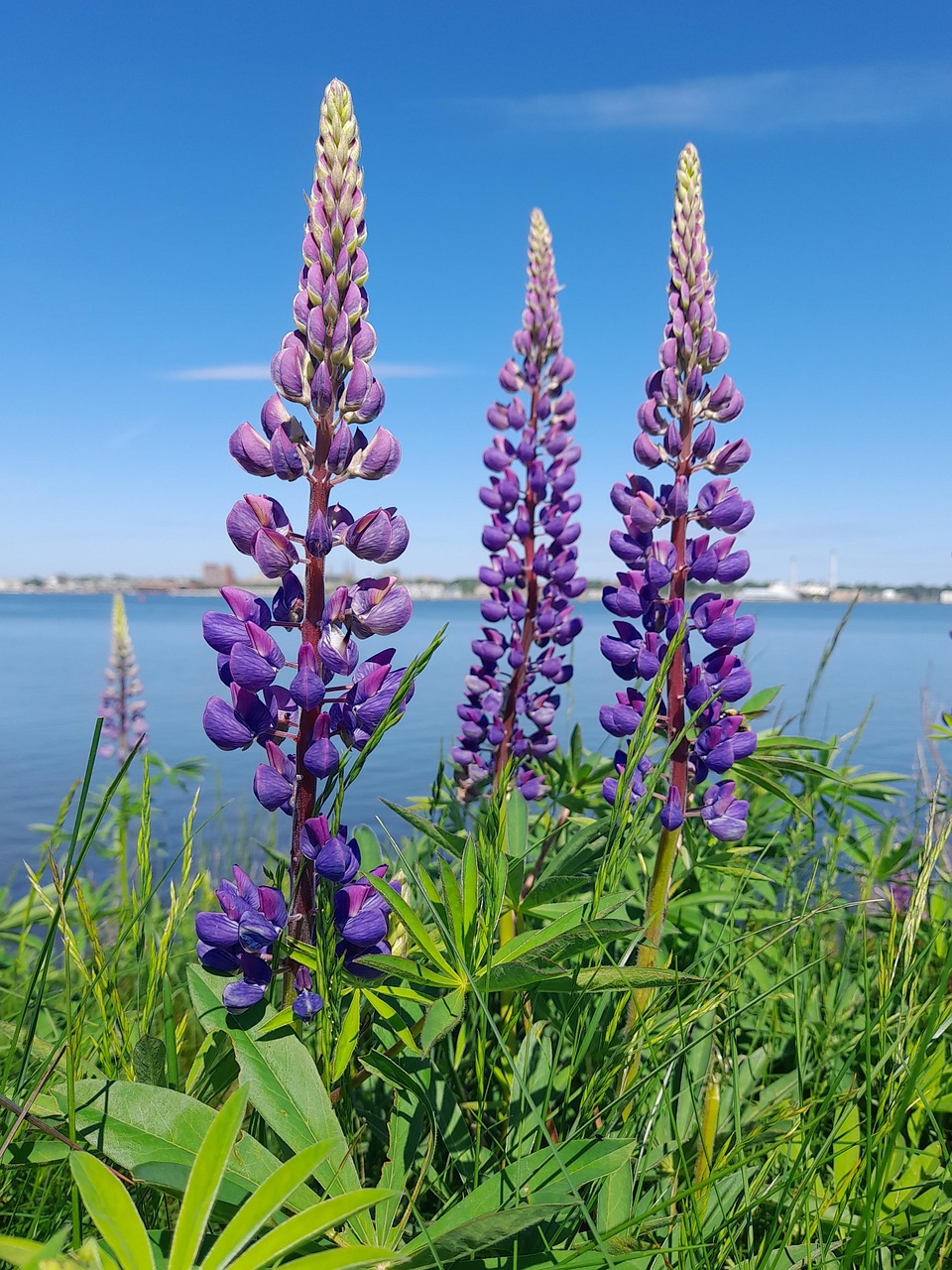 lupin-mauve-bloom-photo-gratuite-sur-pixabay-pixabay