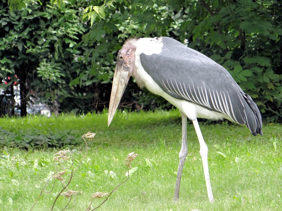 Poland Warsaw Marabou - Free photo on Pixabay - Pixabay