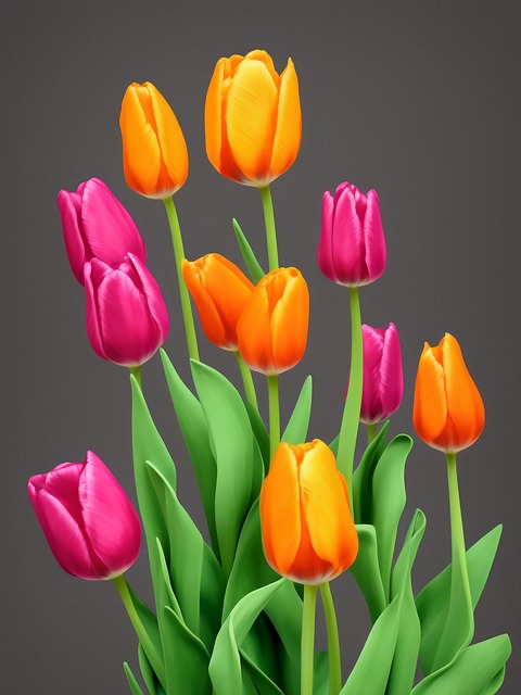 Tulpen, Farbige Tulpen, Natur, Blumen