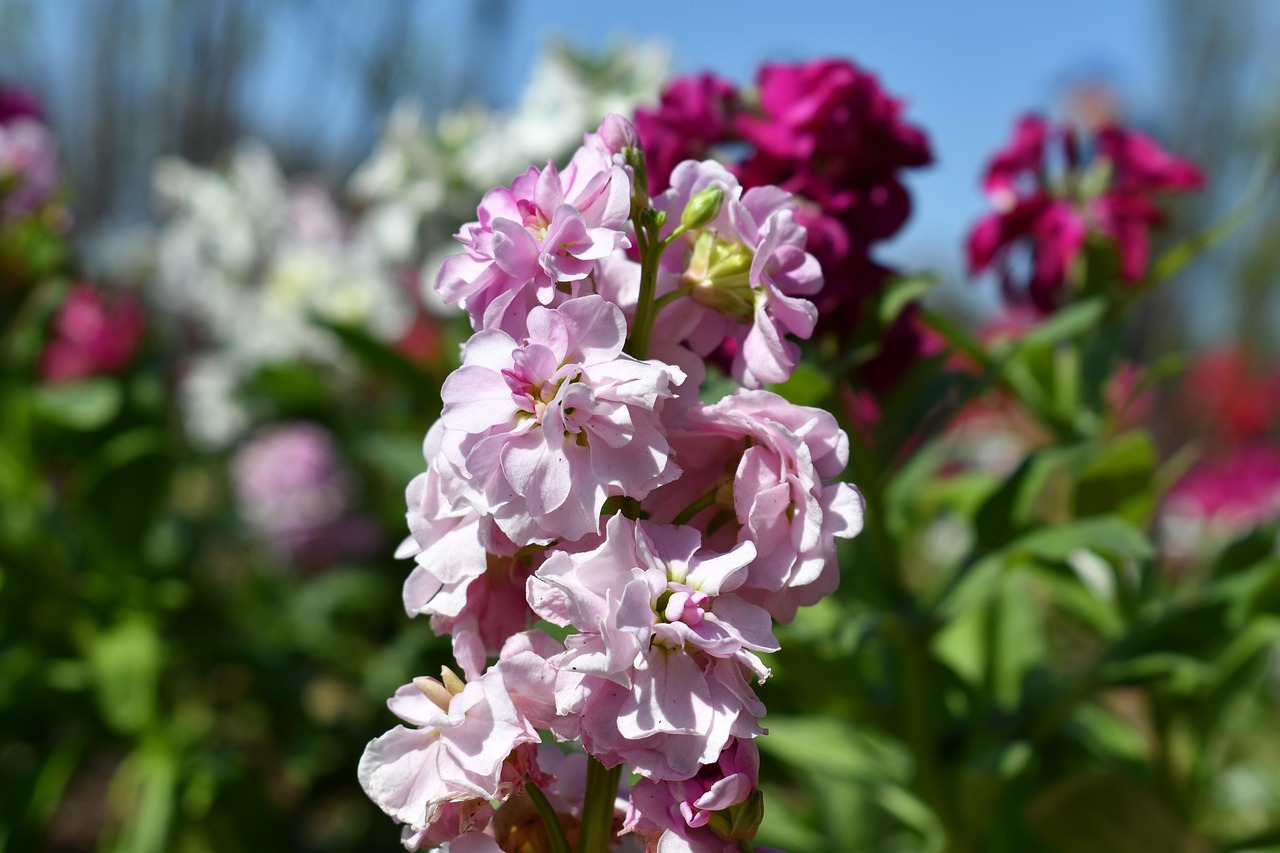 Hoary Stock Flower Free photo on Pixabay Pixabay