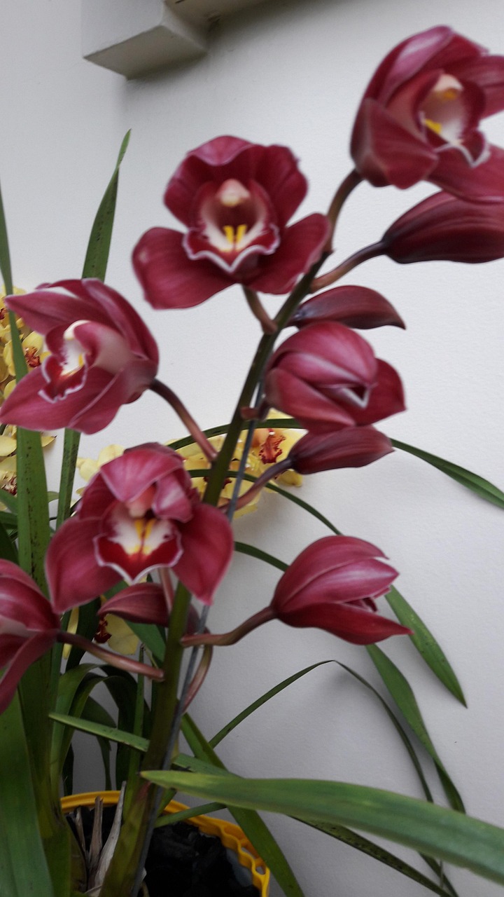 Afie Grußkarte Mit Umschlag – Zen Blume Orchidee Design, 11,5×17 Cm – Für Geburtstag, Danke, Glückwunsch