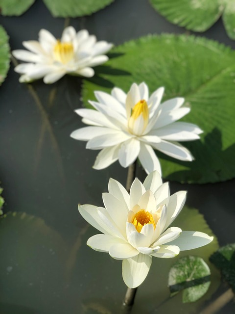 Free Flower Lily photo and picture