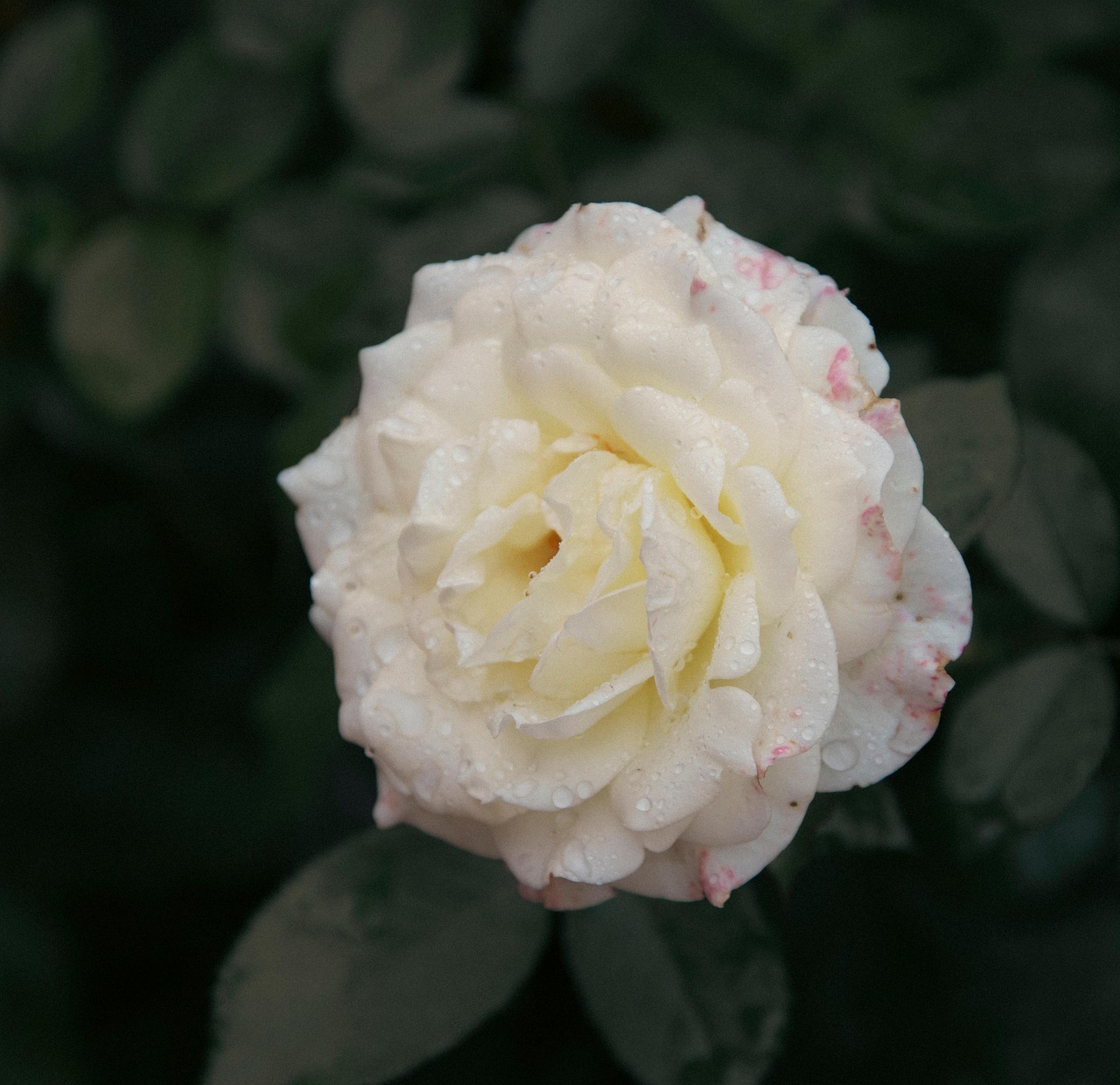 Rose Flower White - Free photo on Pixabay