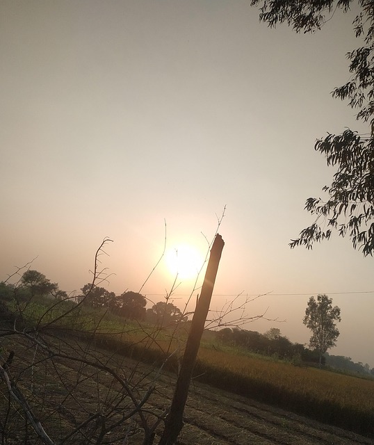 Gujarat, Natur, Gaver, India, Gård