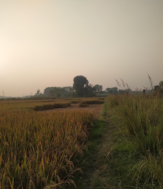 Aryan, Hvete, India, Natur, Gård
