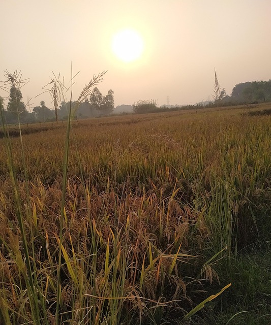 Sol, Natur, Skog, Mat, Hvete, Liv, Jord