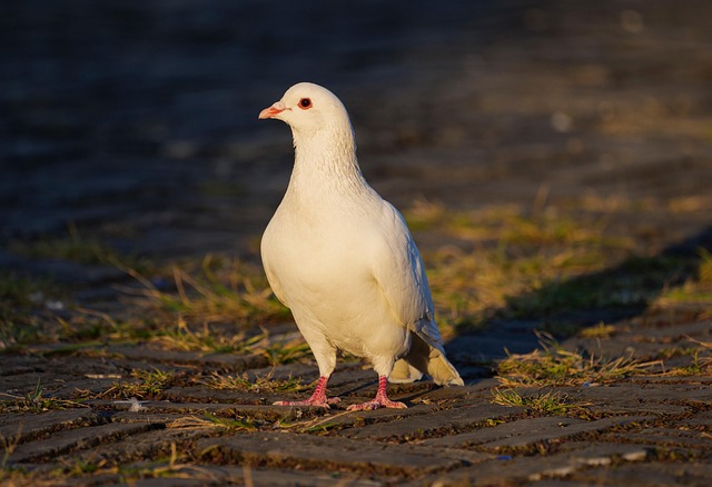 Paloma, Al Atardecer, Solitario