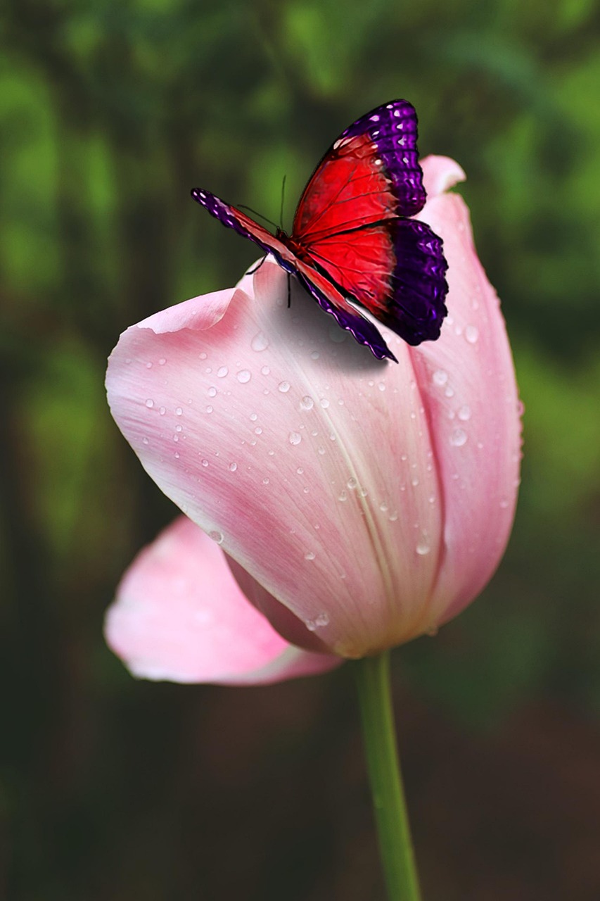 Butterfly Pollination Tulip Free photo on Pixabay Pixabay