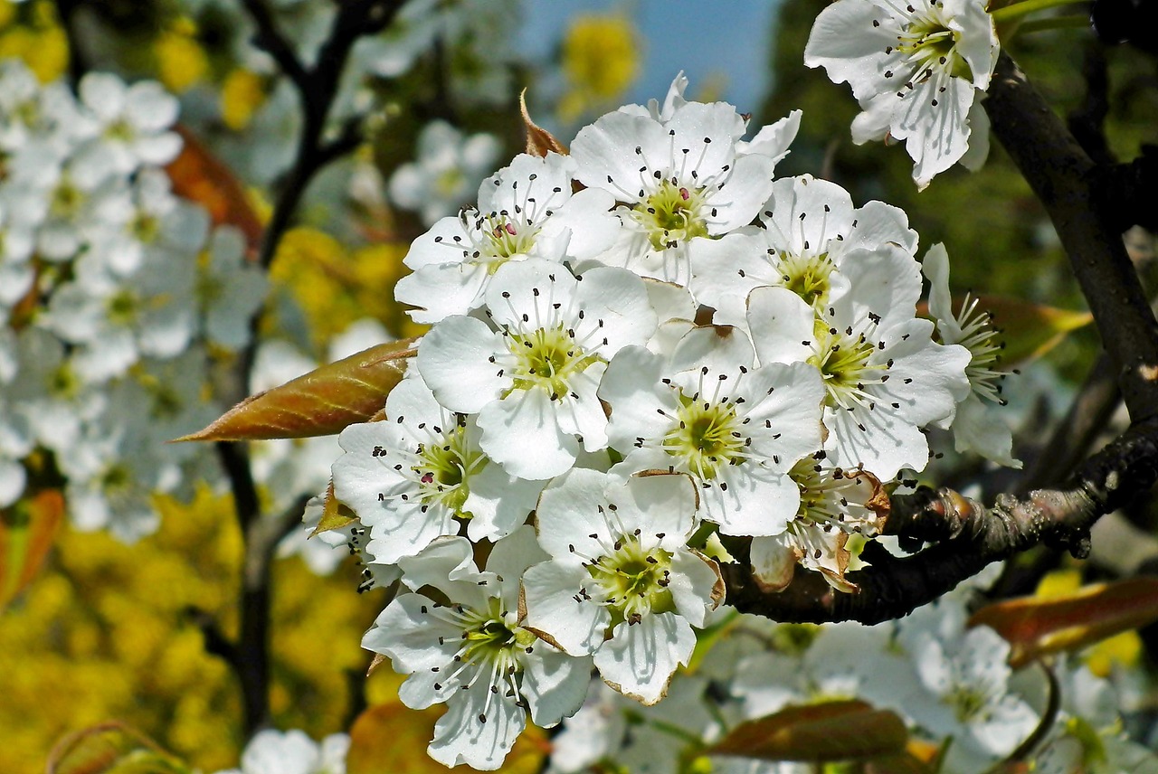 梨树 花朵 亚洲人 - Pixabay上的免费照片 - Pixabay