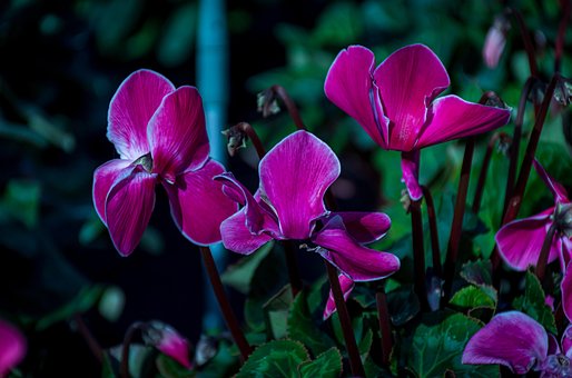 Flores, Florecer, Flores Floreciendo