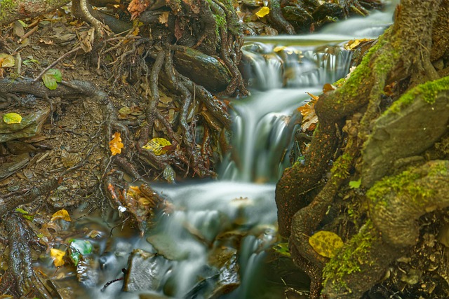 Free Bach Stream photo and picture