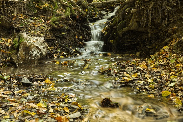 Free Bach Stream photo and picture