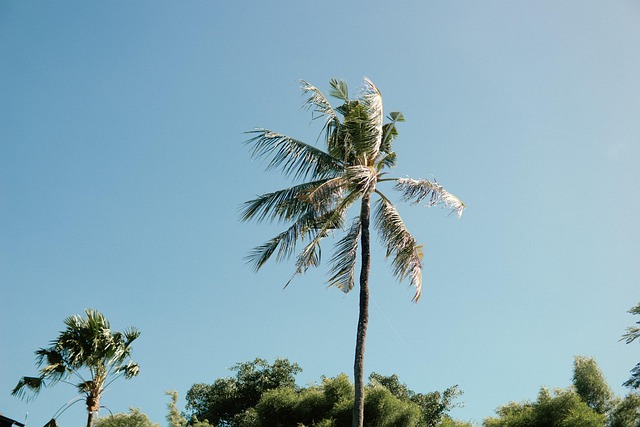 Free Tree Coconut photo and picture