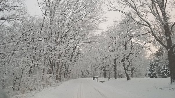 Sneeuw, Winter, Wit, Natuur, Bomen