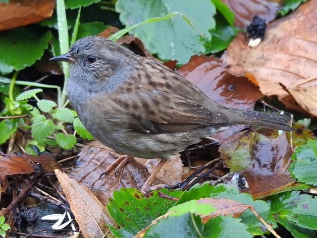 Tierwelt, Tier, Vogel, Gefieder, Spatz