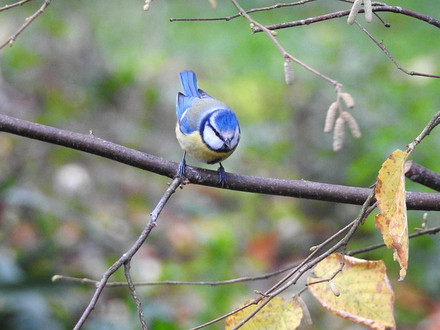 Tierwelt, Natur, Tier, Vogel, Gefieder