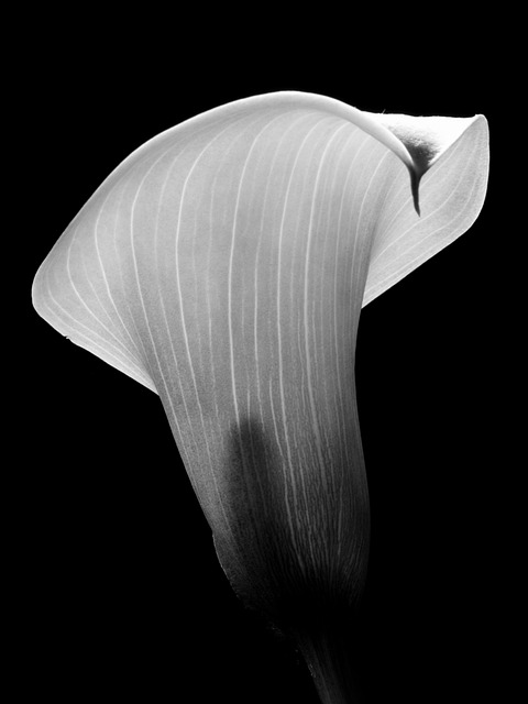 Free Flower Nature photo and picture