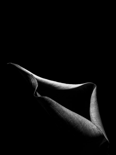 Free Flower Nature photo and picture