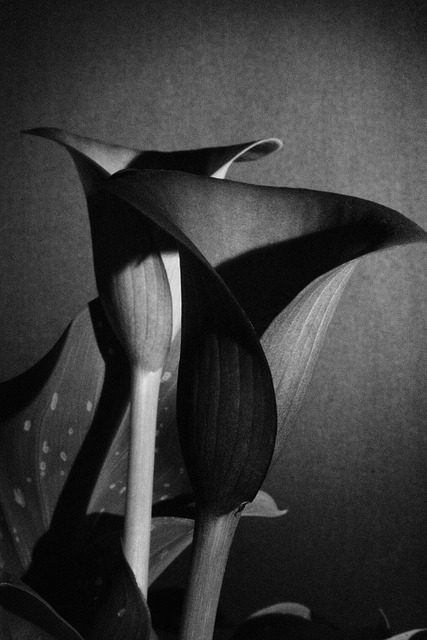 Free Flower Nature photo and picture