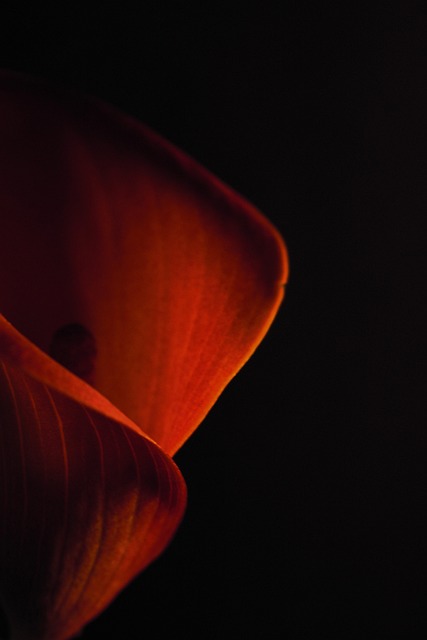 Free Flower Nature photo and picture
