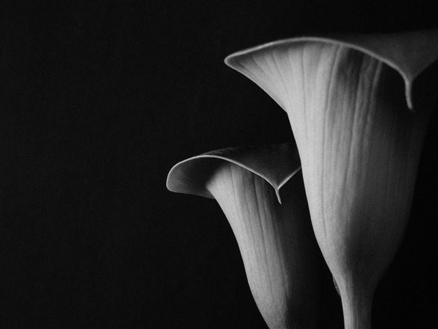 Free Flower Nature photo and picture