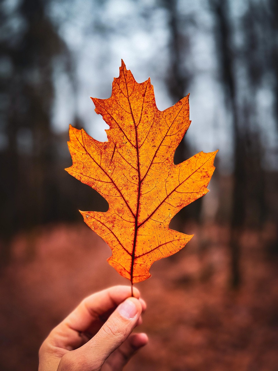 Leaf Maple Fall Free photo on Pixabay Pixabay