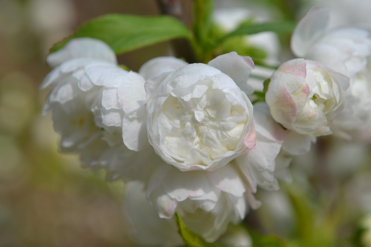 Prunus Japonica Arbuste Fleur Photo gratuite sur Pixabay Pixabay