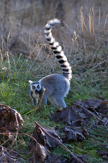 Free Zoo Animal photo and picture