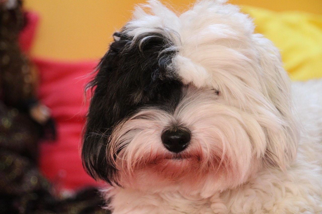Hund Hündchen Weißer Kleiner - Kostenloses Foto auf Pixabay - Pixabay Hund Hündchen Weißer Kleiner - Kostenloses Foto auf Pixabay - Pixabay