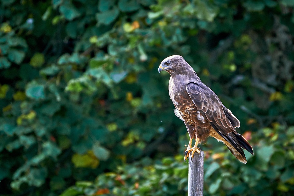 El Ratonero Bird Pájaro Zopilote Ratonero Común - Foto gratis en Pixabay