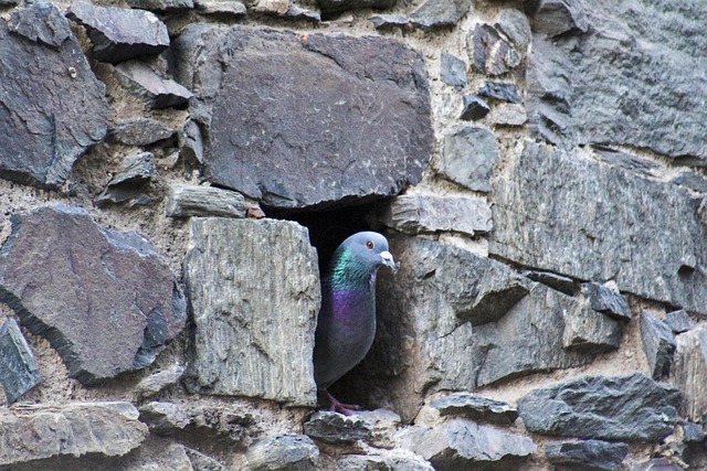 Taube, Vogel, Vogelkunde, Spezies, Fauna