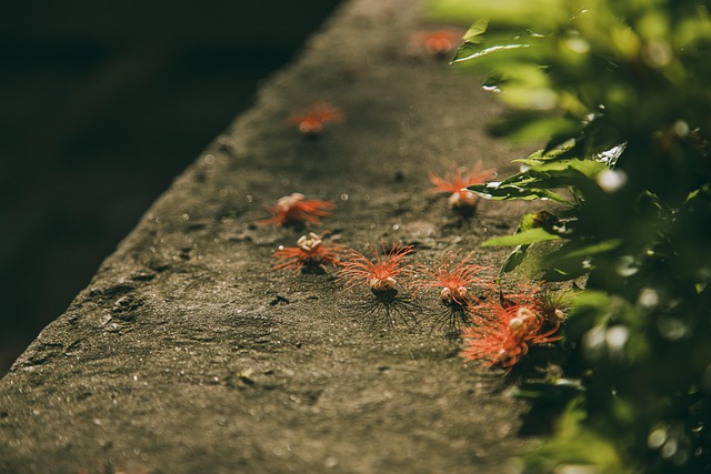 Flor, Fundo, Panorama, Nascer Do Sol