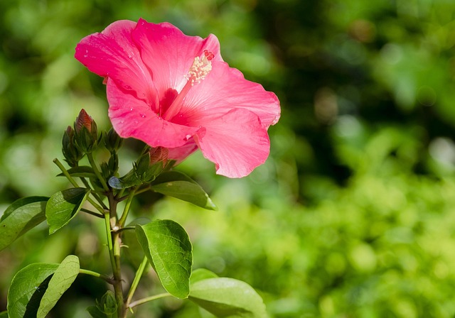 Flor De Hibisco, Natural, Fotografia