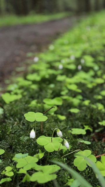 Cloverleaf, Grøn, Kløver, Lykke