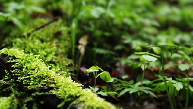 Skov, Natur, Grøn, Plante, Etage