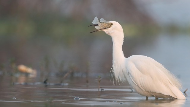 Free Little Egret Egret photo and picture