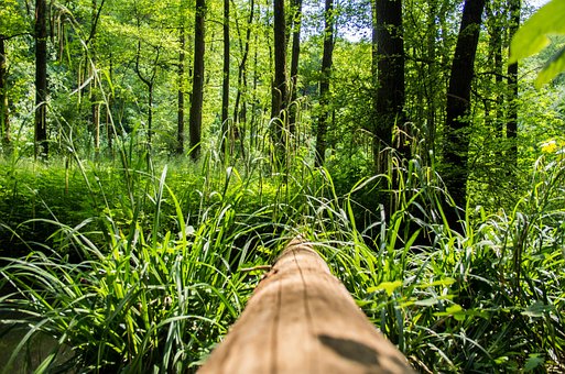 Natur, Skov, Landskab, Plante, Blade