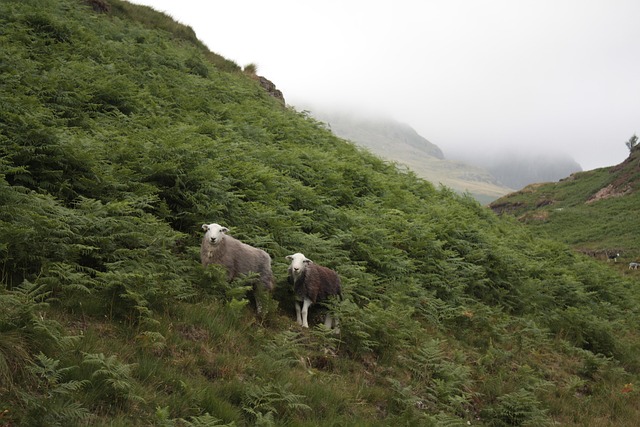Free Lake District England photo and picture